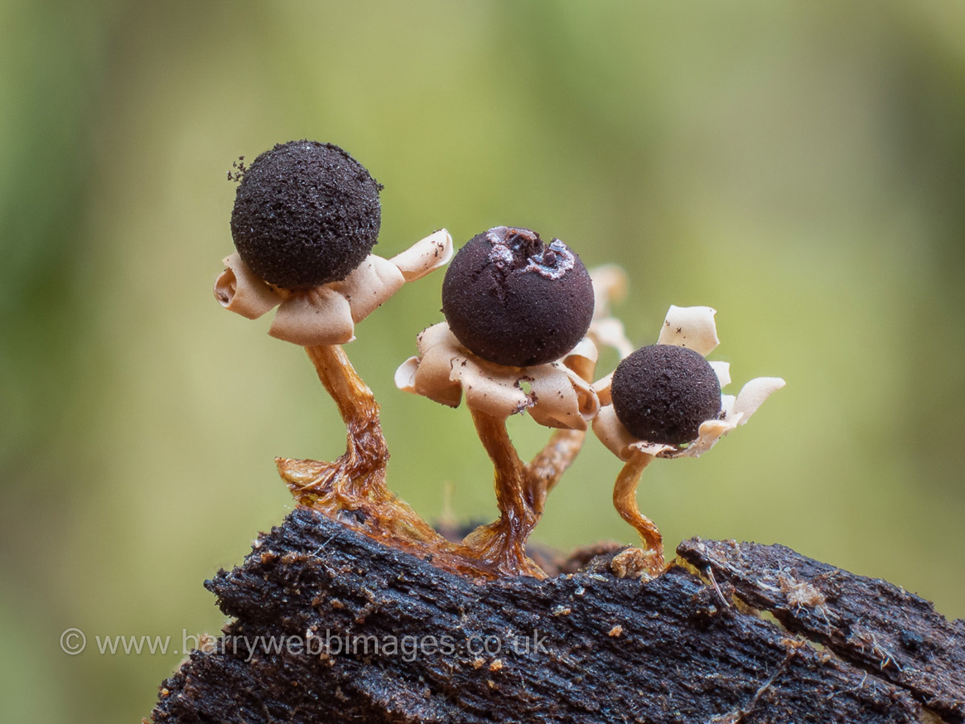 Photo by Barry Webb Diderma floriforme by Barry Webb